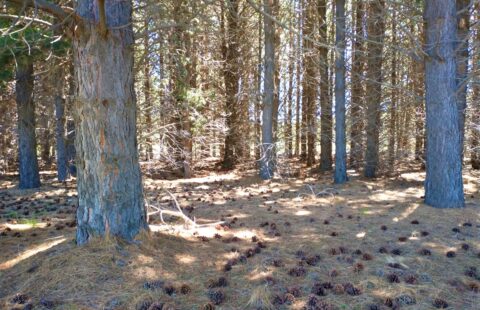 Excelente lote en Chapelco Golf | SMA032